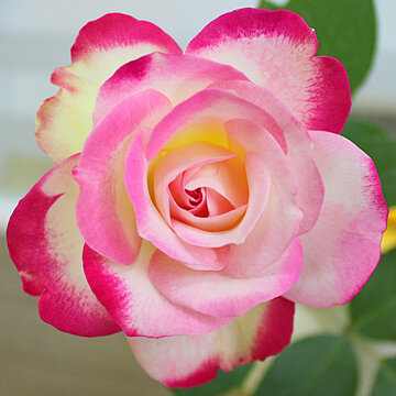 月季花