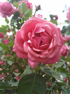 月季花