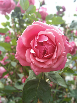 月季花