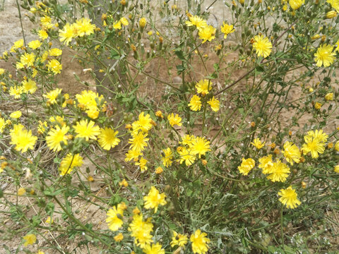 野花