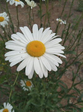 野菊花