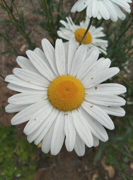小雏菊