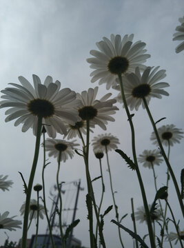小雏菊