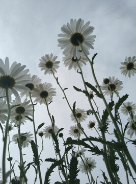 雏菊