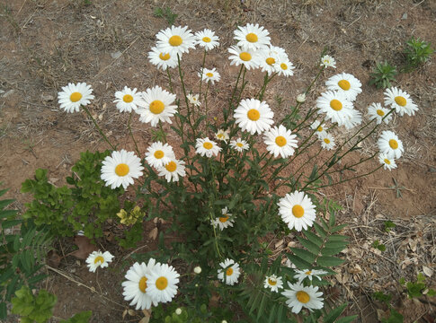雏菊
