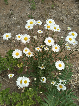 雏菊
