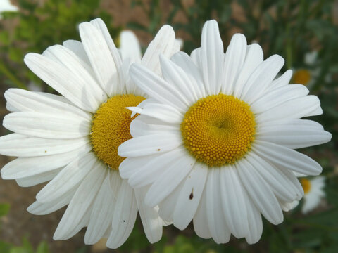雏菊