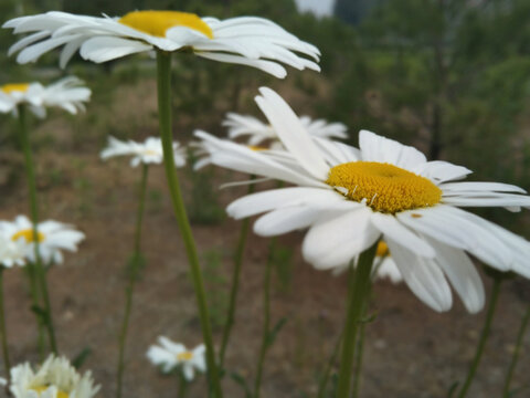 雏菊