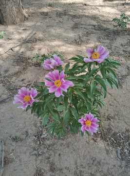 芍药花