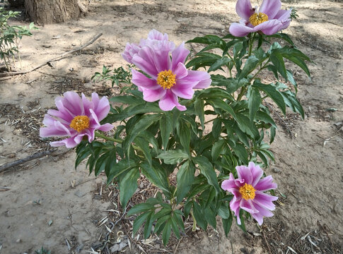芍药花