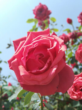 月季花