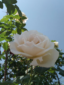 月季花