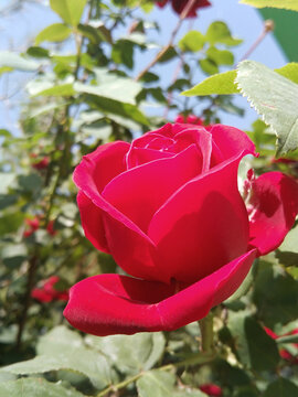 月季花