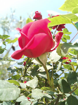 月季花