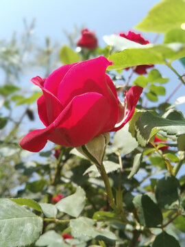 月季花