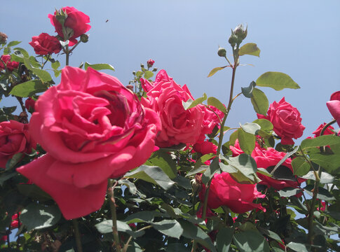 月季花