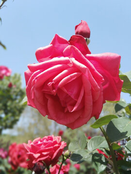 月季花