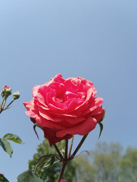 月季花