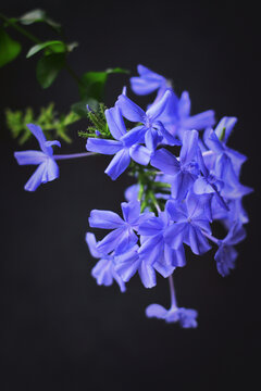 蓝雪花