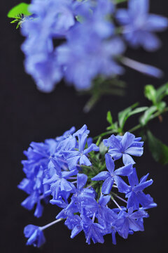 蓝雪花