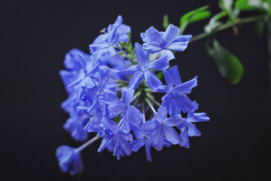 蓝雪花