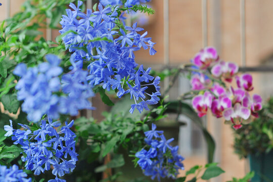 蓝雪花