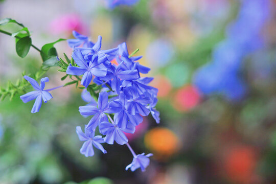 蓝雪花