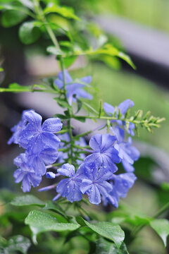 蓝雪花