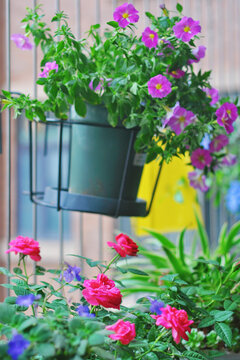 矮牵牛花