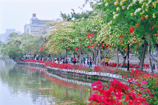 鱼木花