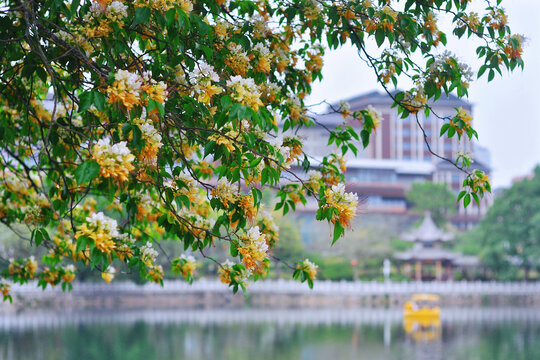 鱼木花