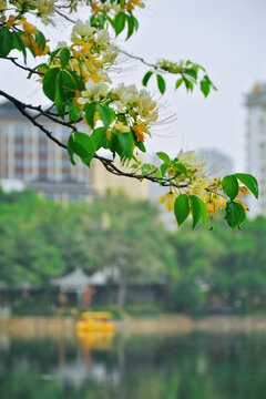 鱼木花