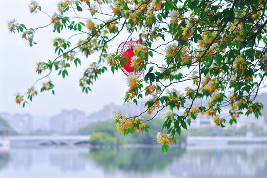 鱼木花