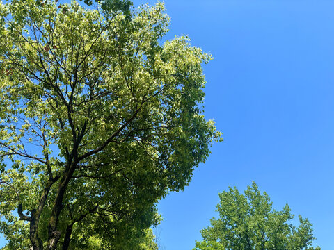 树枝与天空