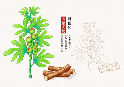 五指毛桃草药插画