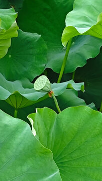 初夏立夏夏至夏天荷花池莲蓬绿色荷叶
