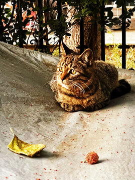 树荫下休憩的花纹猫咪