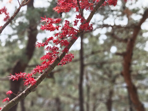 红叶