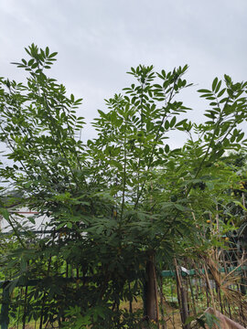 决明子绿色植物