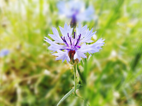 清新蓝紫色矢车菊特写