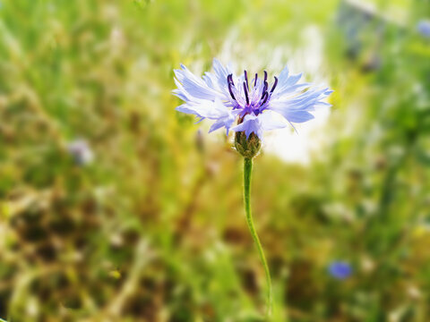 蓝花矢车菊独绽于绿野间
