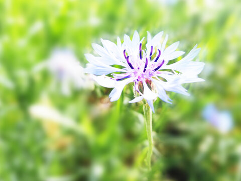 清新蓝紫色矢车菊特写