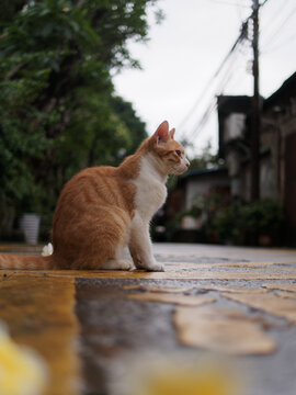 户外玩耍的猫咪小猫橘猫斑纹猫