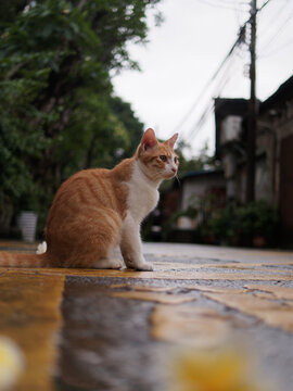 户外玩耍的猫咪小猫橘猫斑纹猫