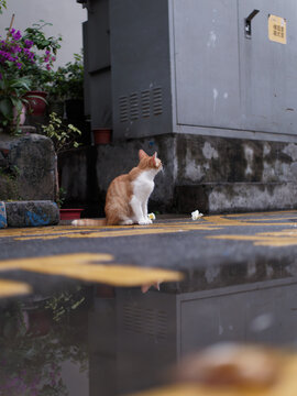 户外玩耍的猫咪小猫橘猫斑纹猫