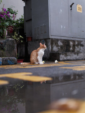 户外玩耍的猫咪小猫橘猫斑纹猫