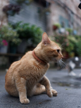 户外玩耍的猫咪小猫橘猫斑纹猫