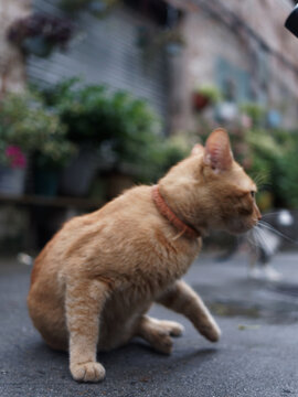 户外玩耍的猫咪小猫橘猫斑纹猫