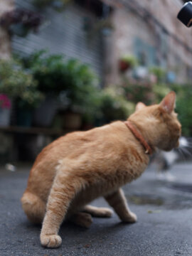 户外玩耍的猫咪小猫橘猫斑纹猫