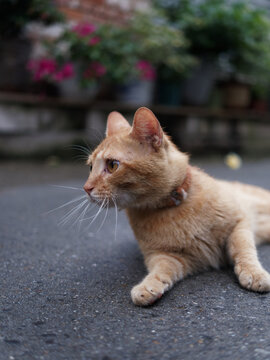 户外玩耍的猫咪小猫橘猫斑纹猫